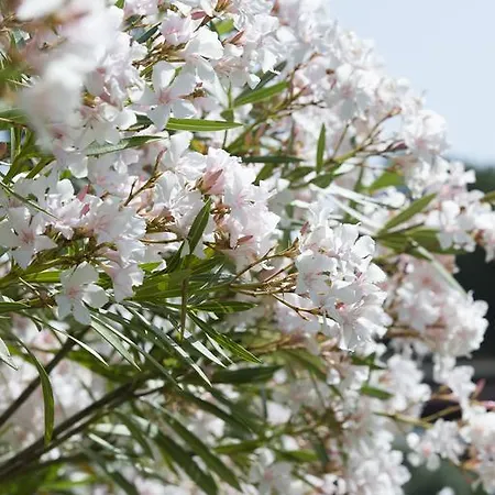 Skiathos Holidays & 4* Vromolimnos