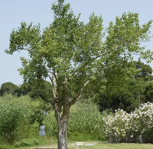 Skiathos Holidays & 4* Vromolimnos